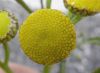 image of Tanacetum vulgare