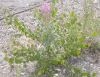image of Epilobium angustifolium
