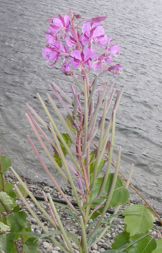 Onagraceae Epilobium angustifolium