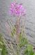 image of Epilobium angustifolium