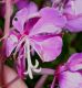image of Epilobium angustifolium