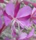 image of Epilobium angustifolium
