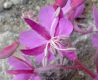 image of Epilobium angustifolium