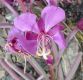 image of Epilobium angustifolium