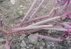 image of Epilobium angustifolium