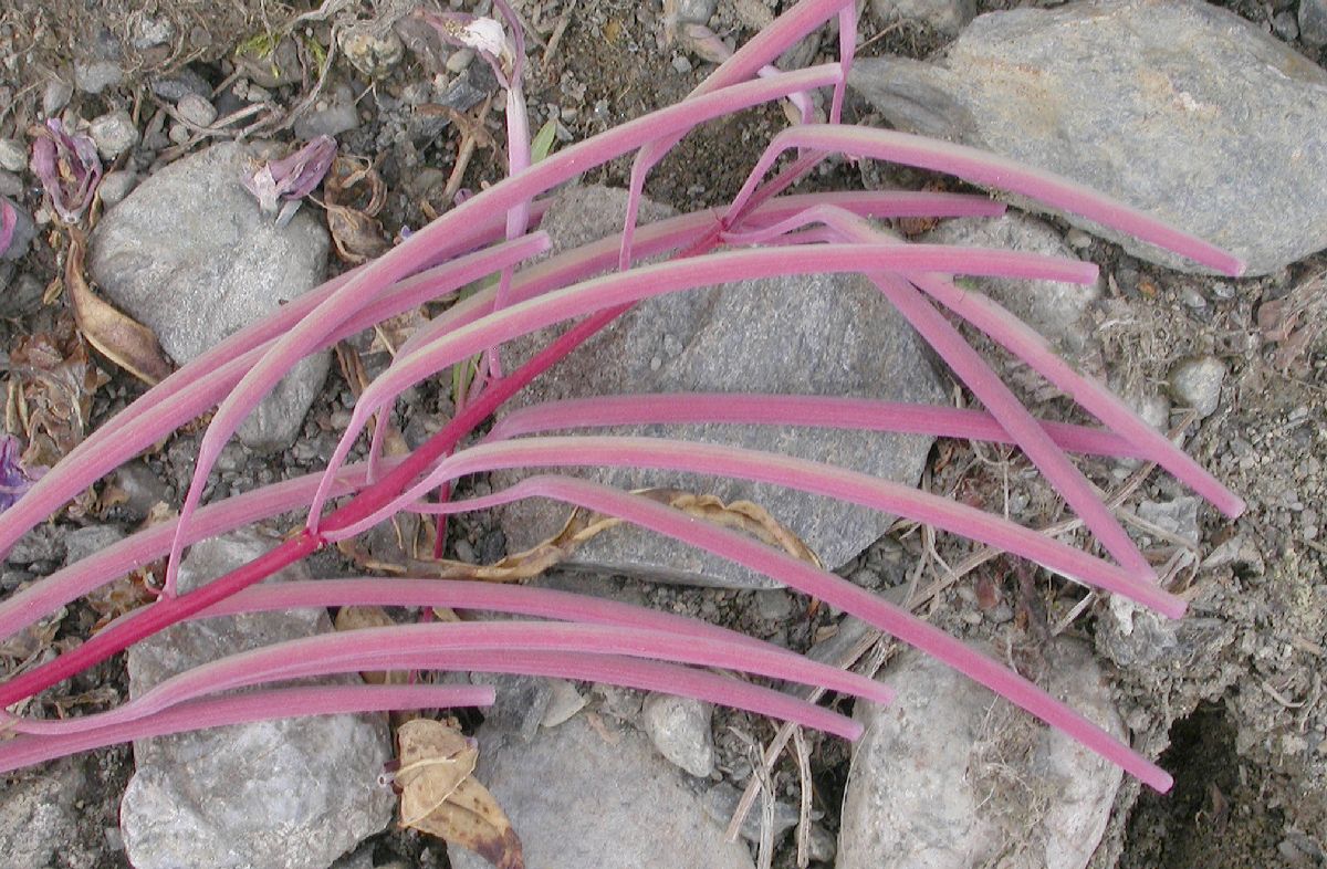 Onagraceae Epilobium angustifolium