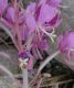 image of Epilobium angustifolium