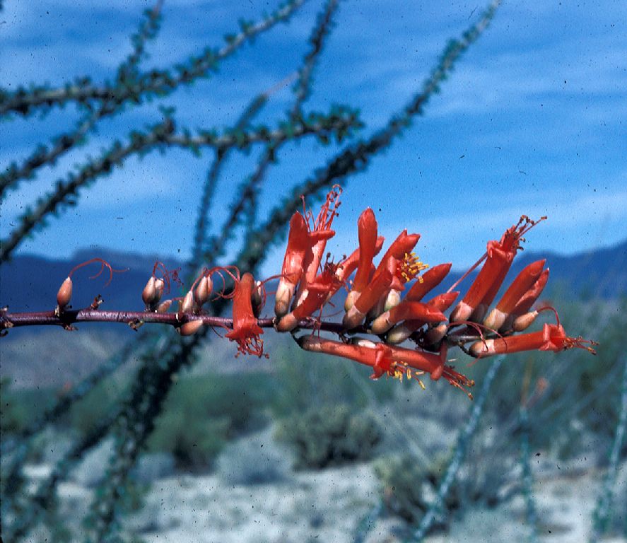 Fouquieriaceae Fouquieria splendens