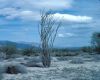 image of Fouquieria splendens