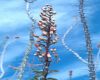 image of Fouquieria splendens