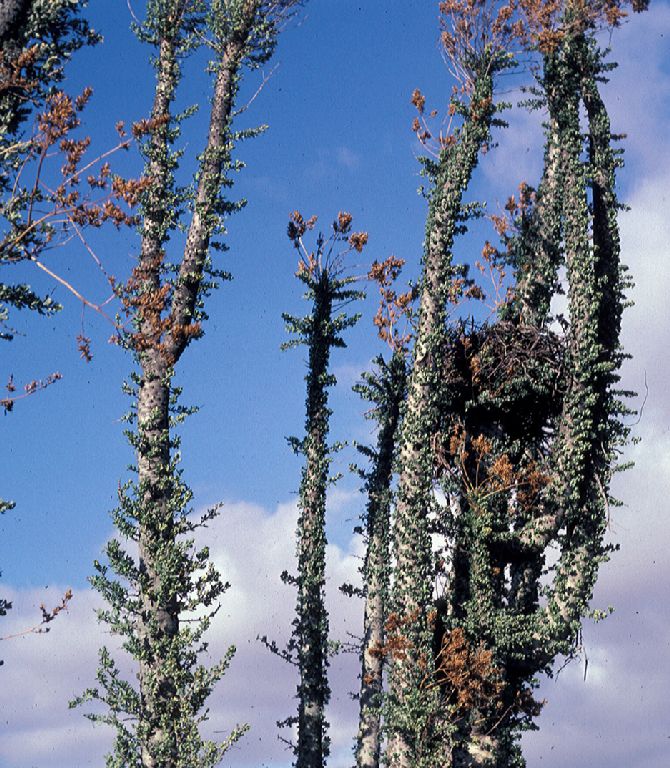 Fouquieriaceae Fouquieria columnaris