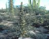 image of Fouquieria columnaris