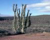 image of Fouquieria columnaris