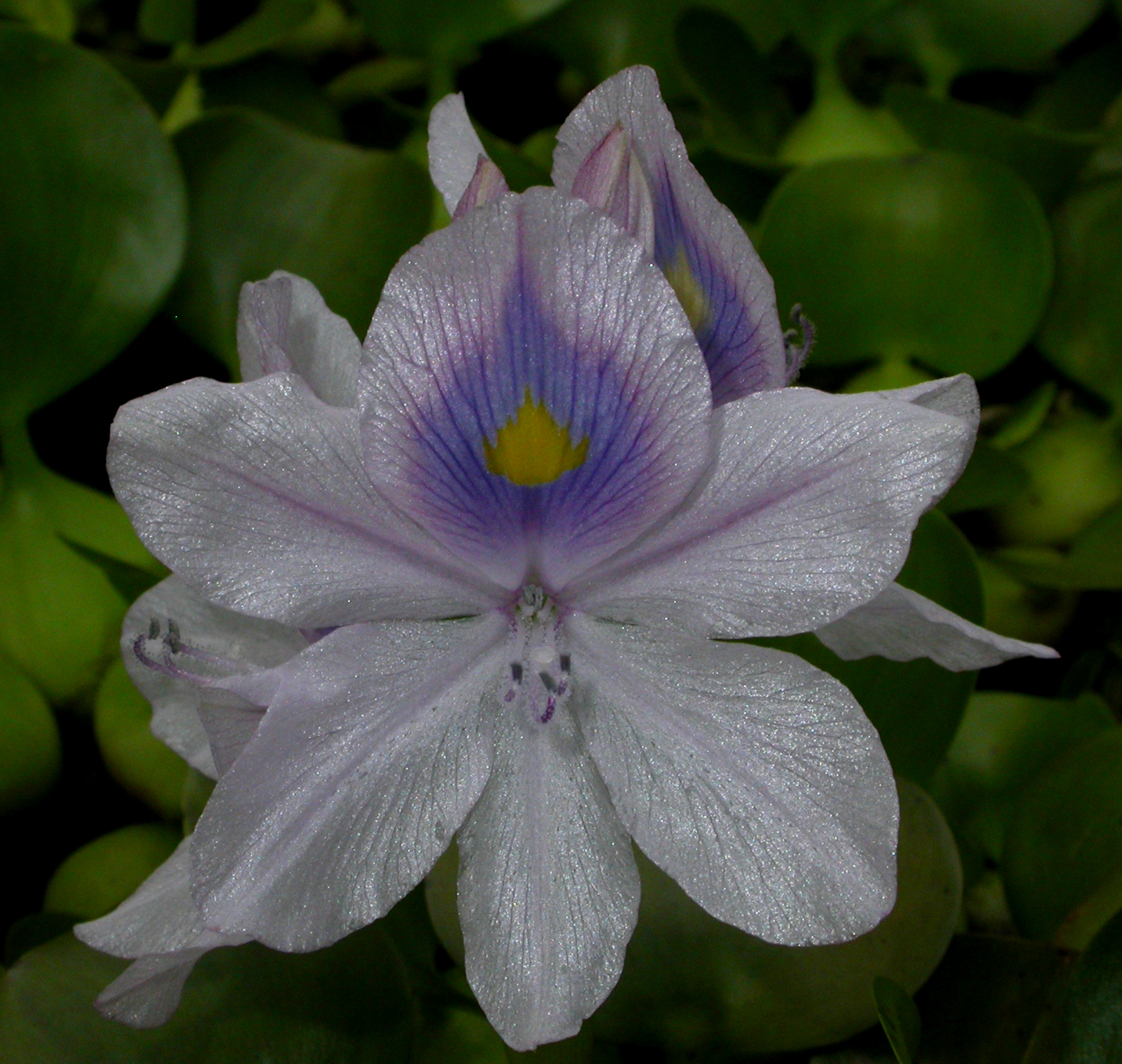 Pontederiaceae Eichhornia crassipes
