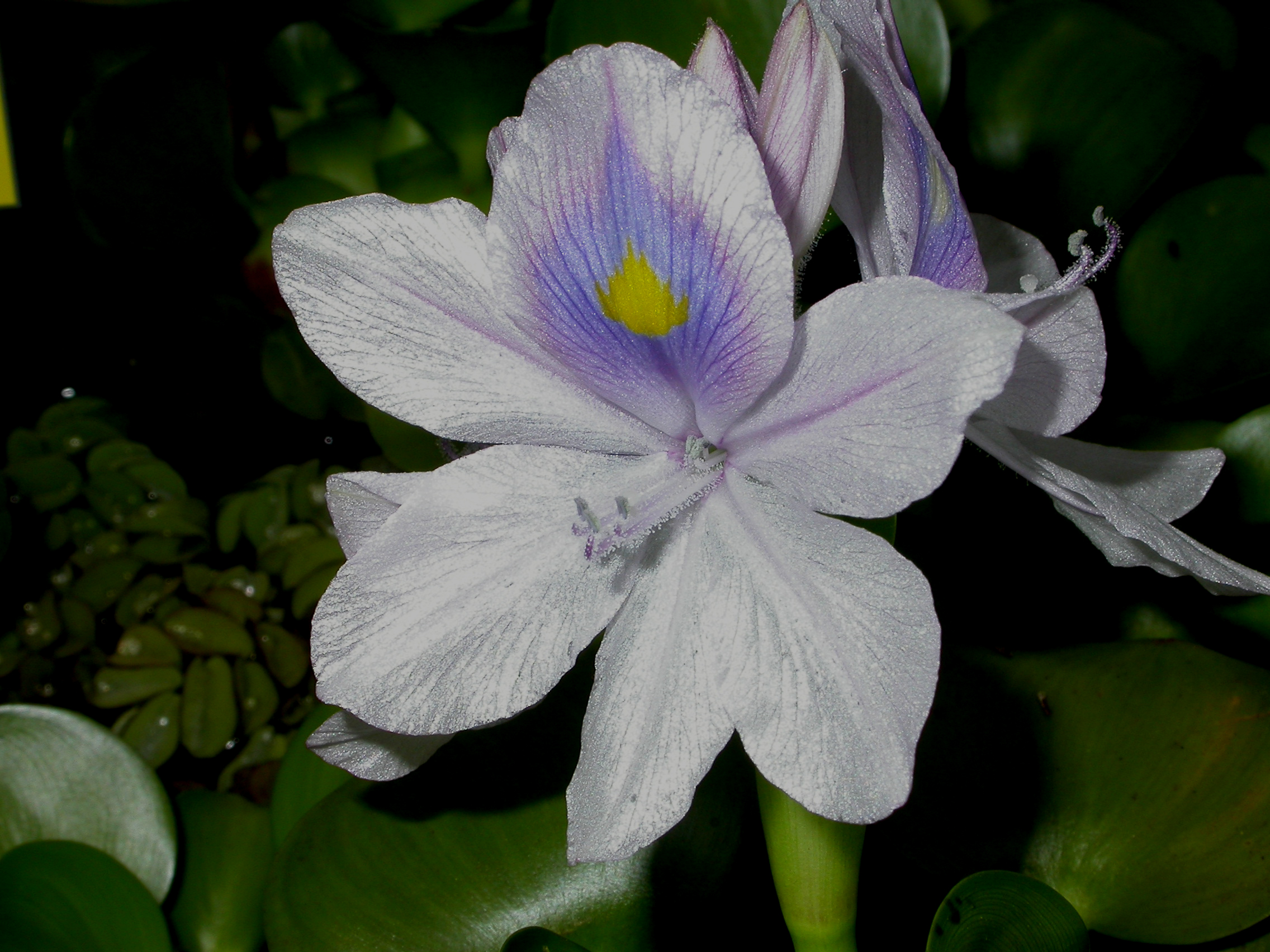 Pontederiaceae Eichhornia crassipes