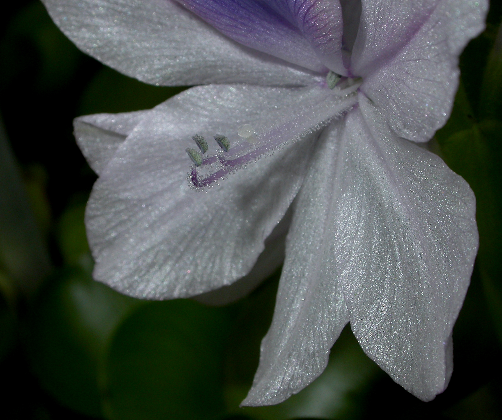 Pontederiaceae Eichhornia crassipes