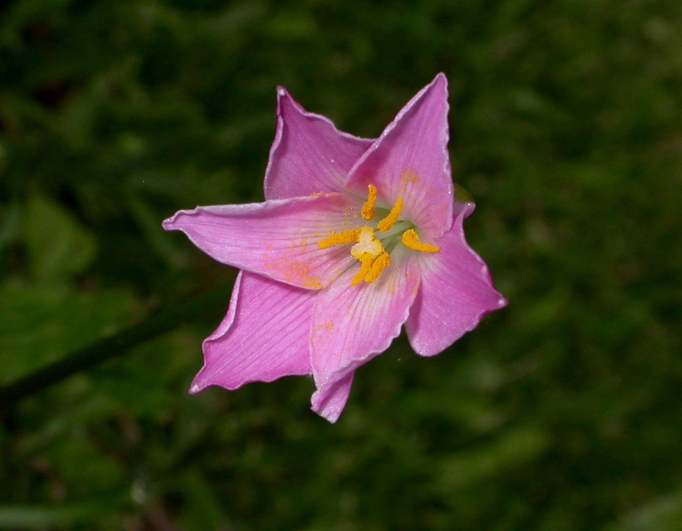 Amaryllidaceae Zephyranthes 