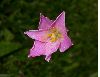 image of Zephyranthes 