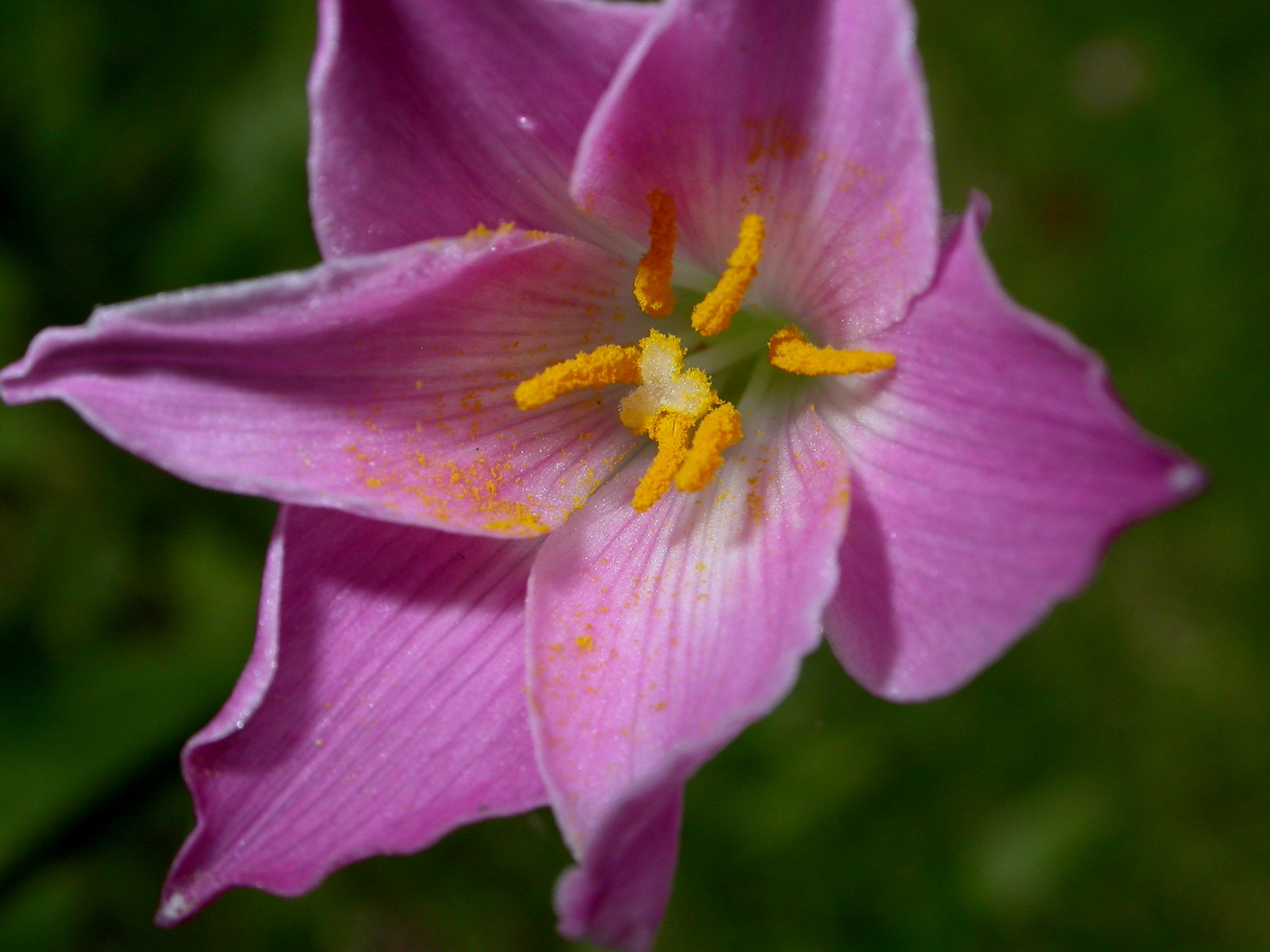 Amaryllidaceae Zephyranthes 