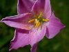 image of Zephyranthes 