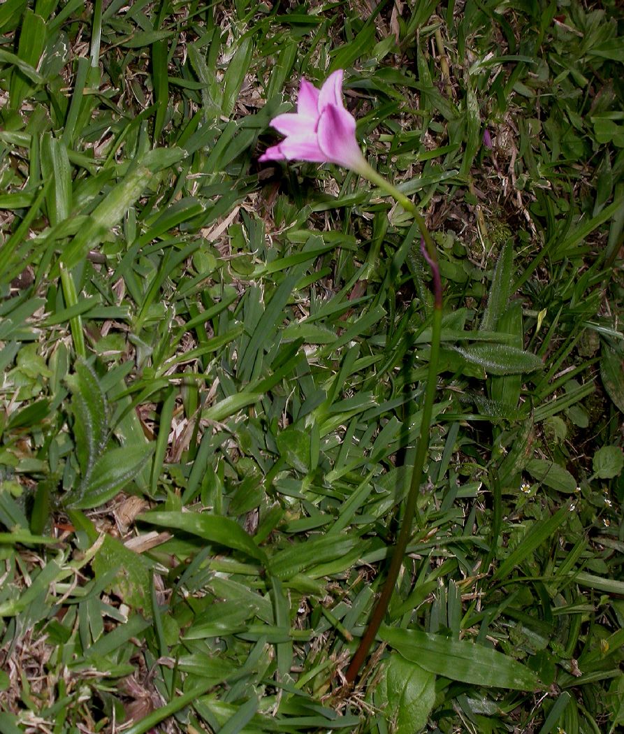 Amaryllidaceae Zephyranthes 