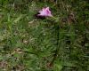 image of Zephyranthes 