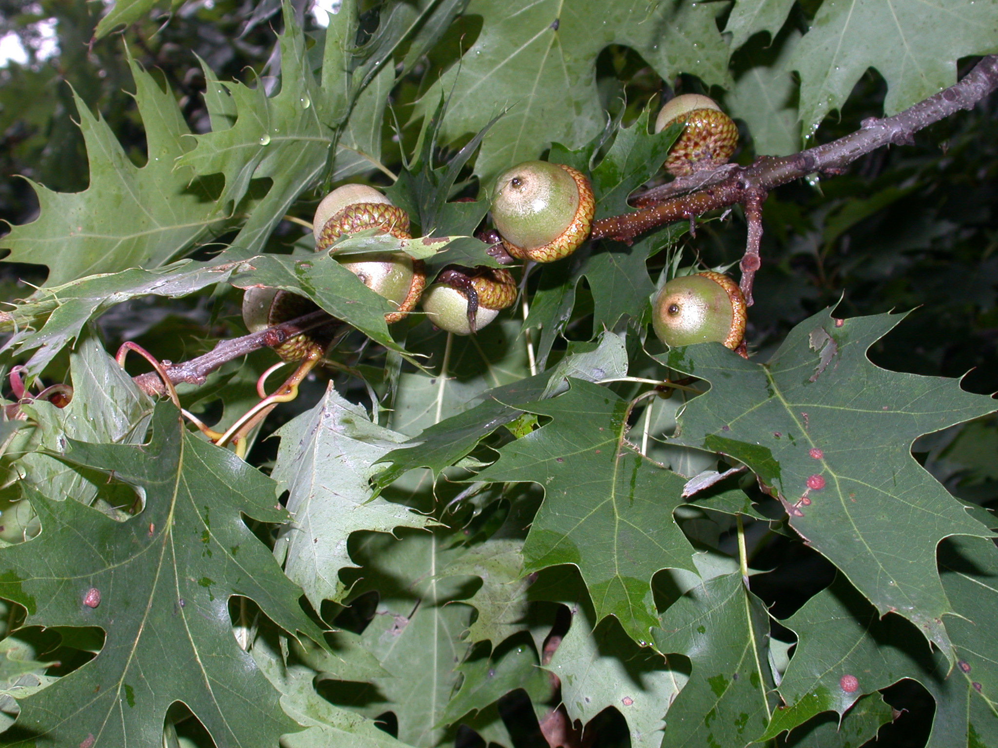 Fagaceae Quercus rubra