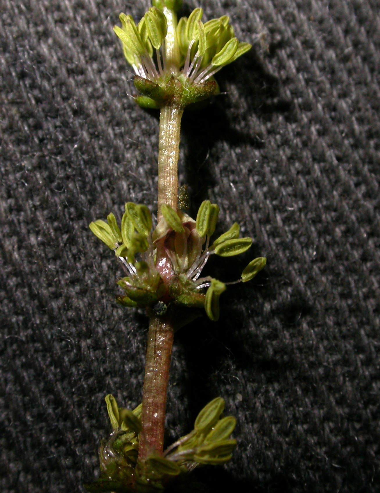 Haloragaceae Myriophyllum spicatum