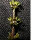 image of Myriophyllum spicatum