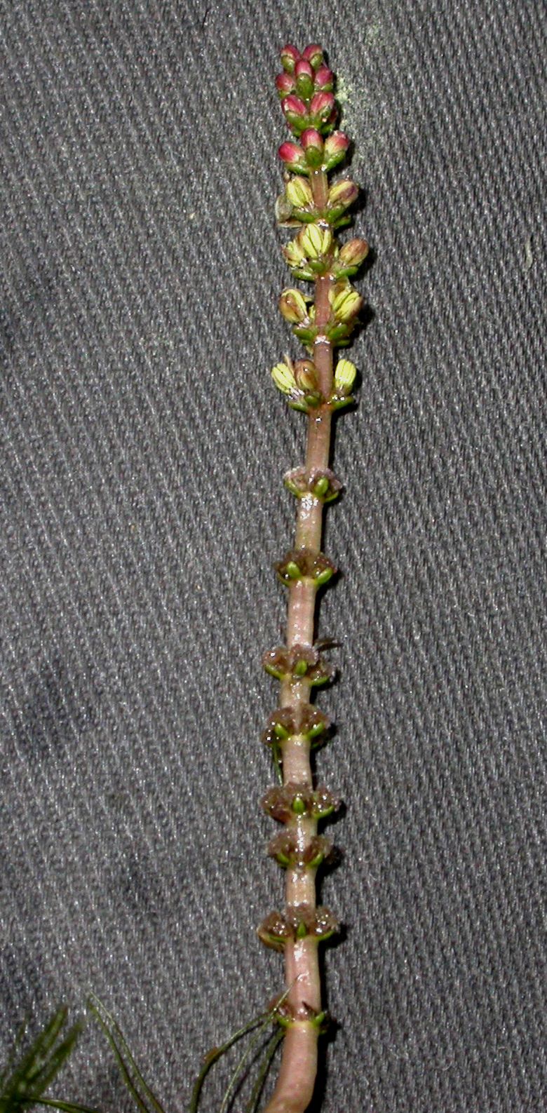 Haloragaceae Myriophyllum spicatum