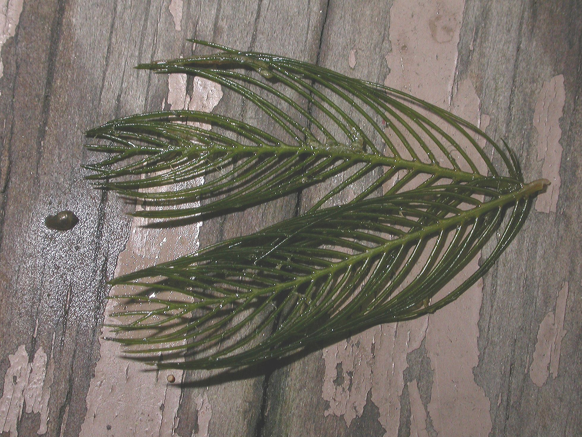 Haloragaceae Myriophyllum spicatum