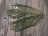 image of Myriophyllum spicatum