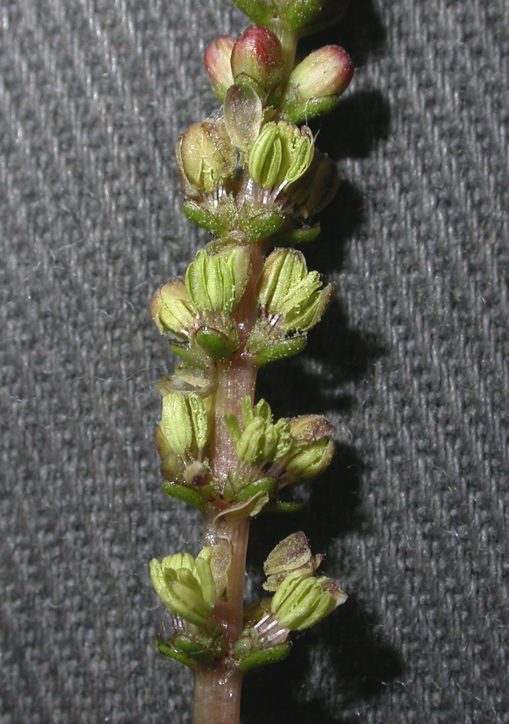 Haloragaceae Myriophyllum spicatum