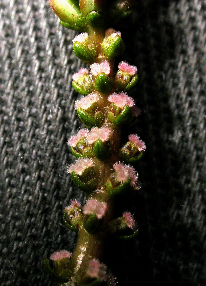 Haloragaceae Myriophyllum spicatum