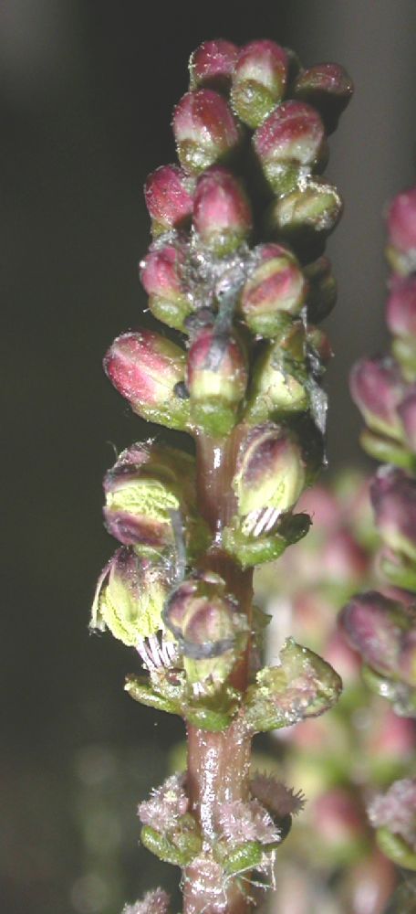 Haloragaceae Myriophyllum spicatum