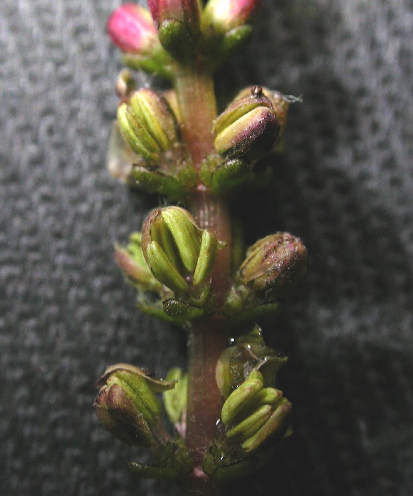 Haloragaceae Myriophyllum spicatum