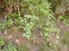 image of Rubus 