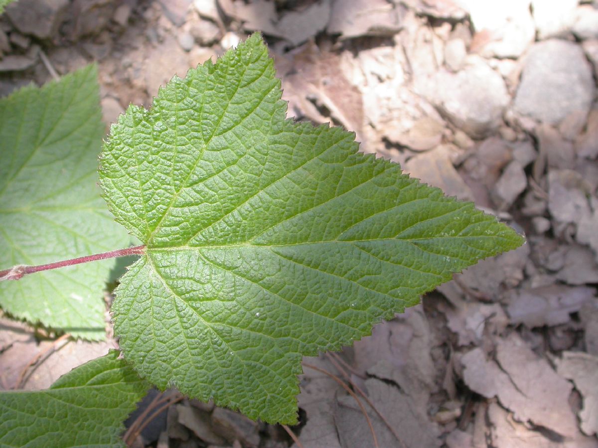 Rosaceae Rubus 