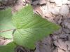image of Rubus 