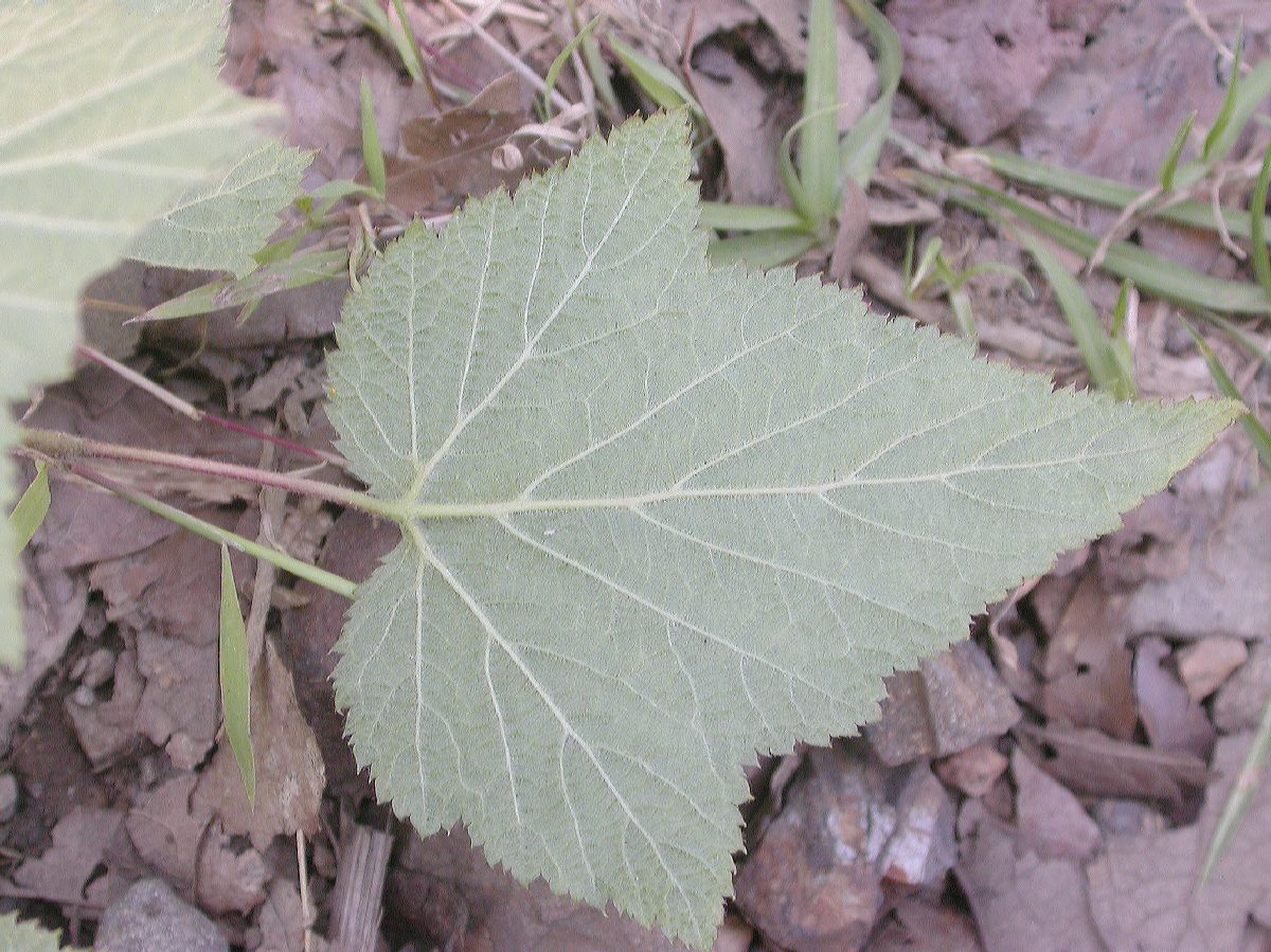 Rosaceae Rubus 