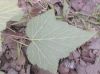image of Rubus 