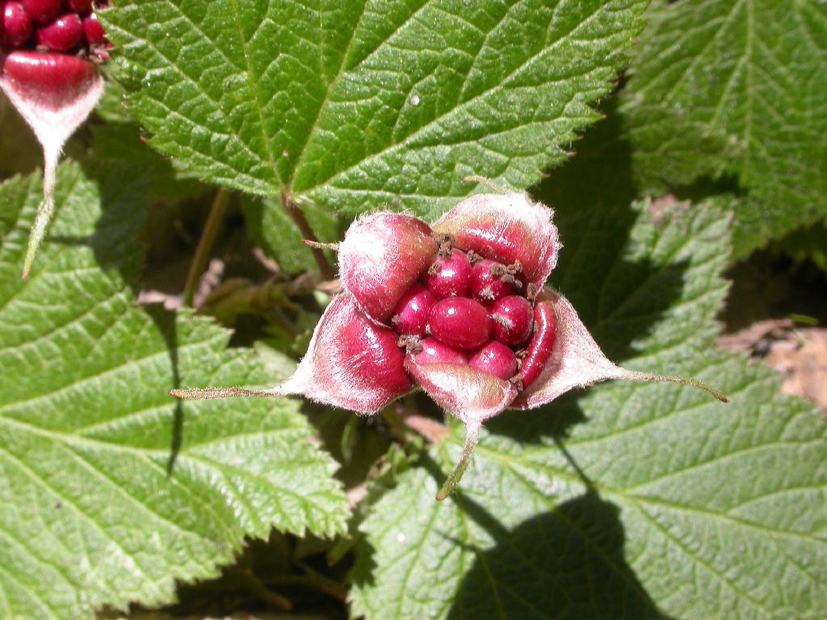 Rosaceae Rubus 