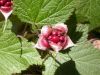 image of Rubus 