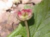 image of Rubus 