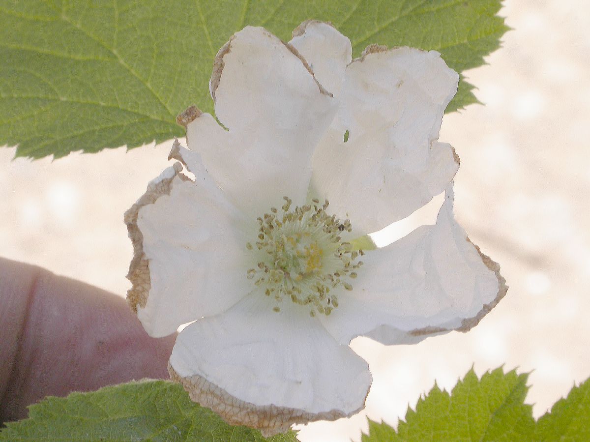 Rosaceae Rubus 