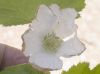 image of Rubus 