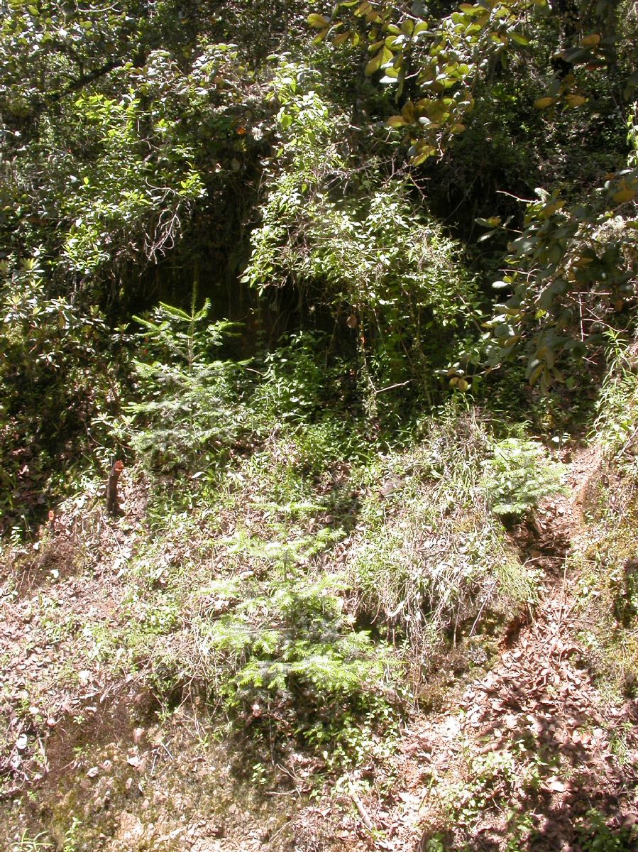 Pinaceae Abies guatemalensis