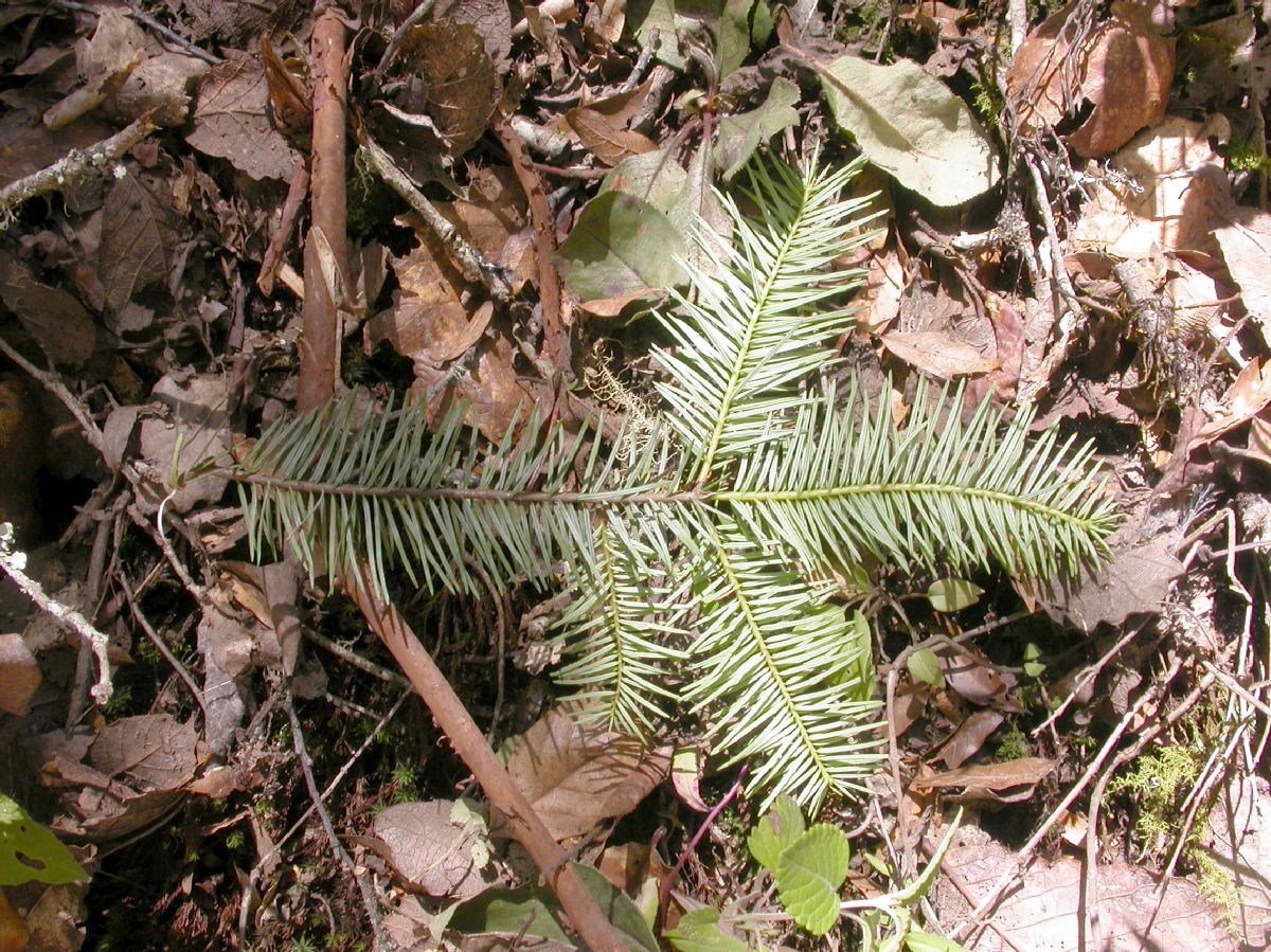 Pinaceae Abies guatemalensis