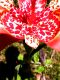 image of Tigridia 