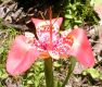 image of Tigridia 